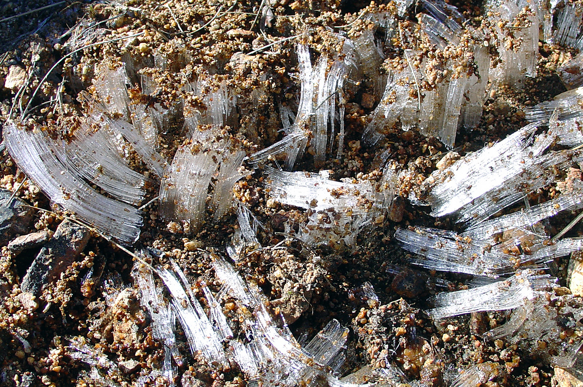 Needle Ice