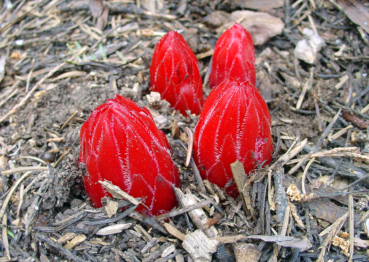 Snow plants