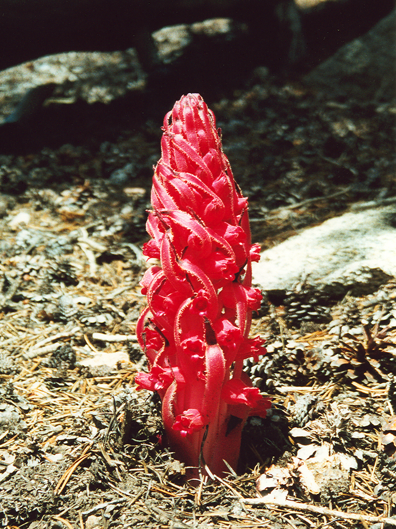 Snowplant