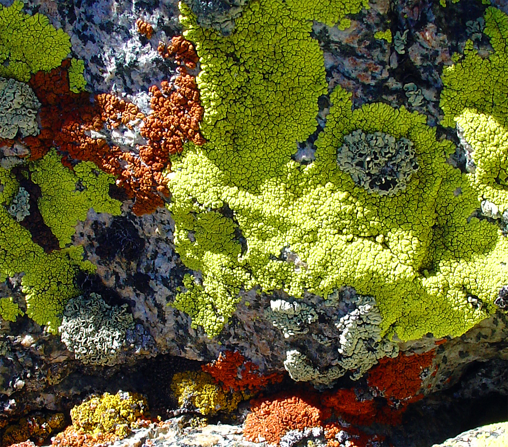 Lichen