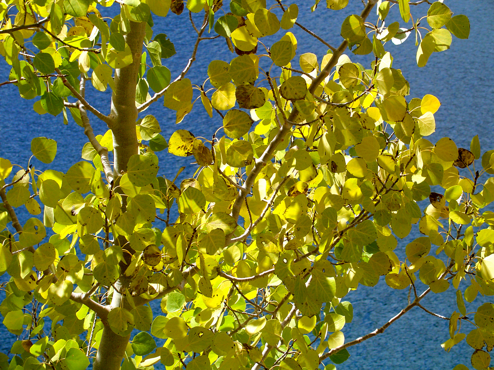 Aspen leaves