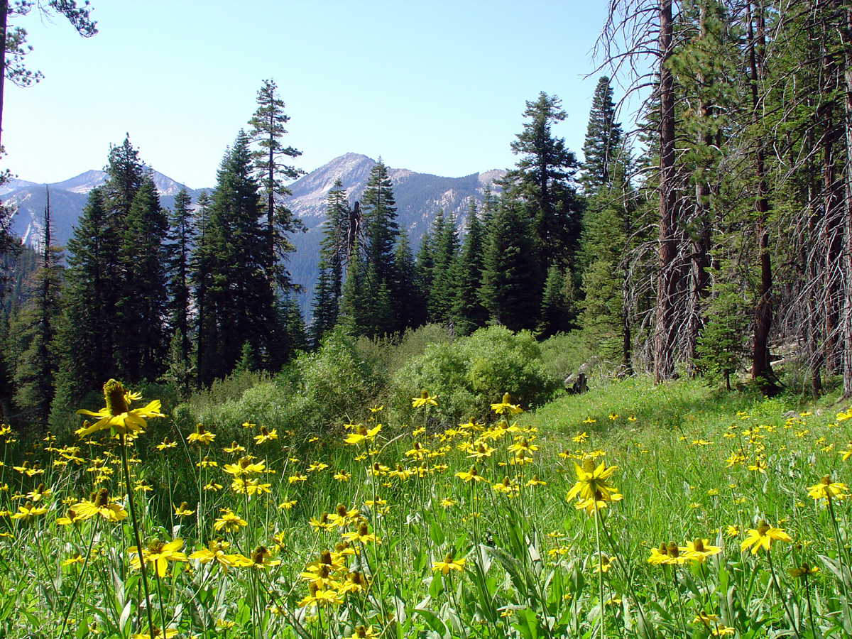 Sierra Meadow