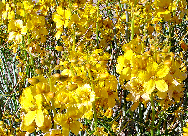 Blooming desert bushes.