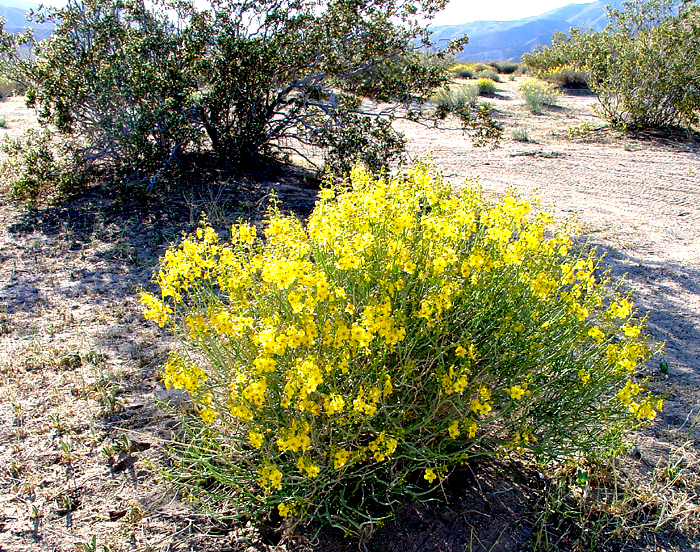 Desert plants