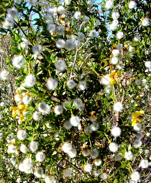 Flowers and seeds