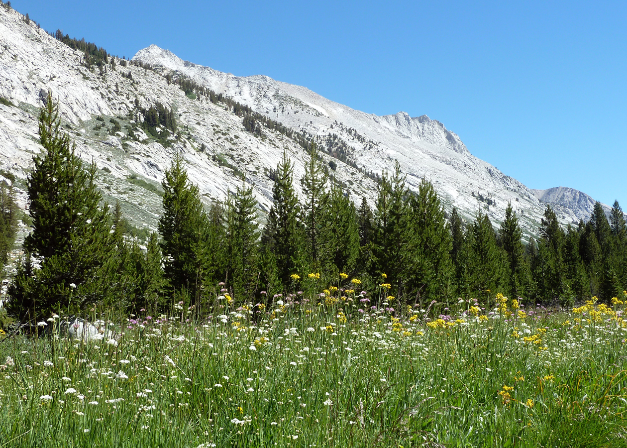 Sierra Meadow