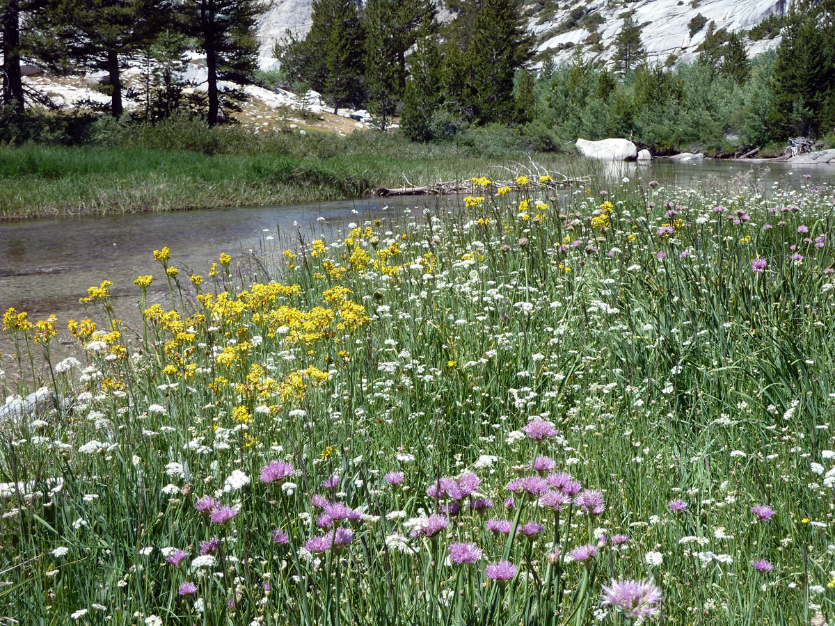 Sierra Meadow