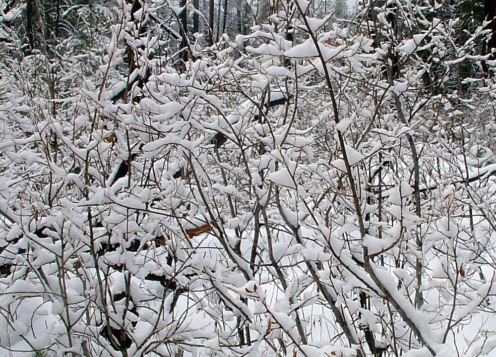 Loaded after a storm