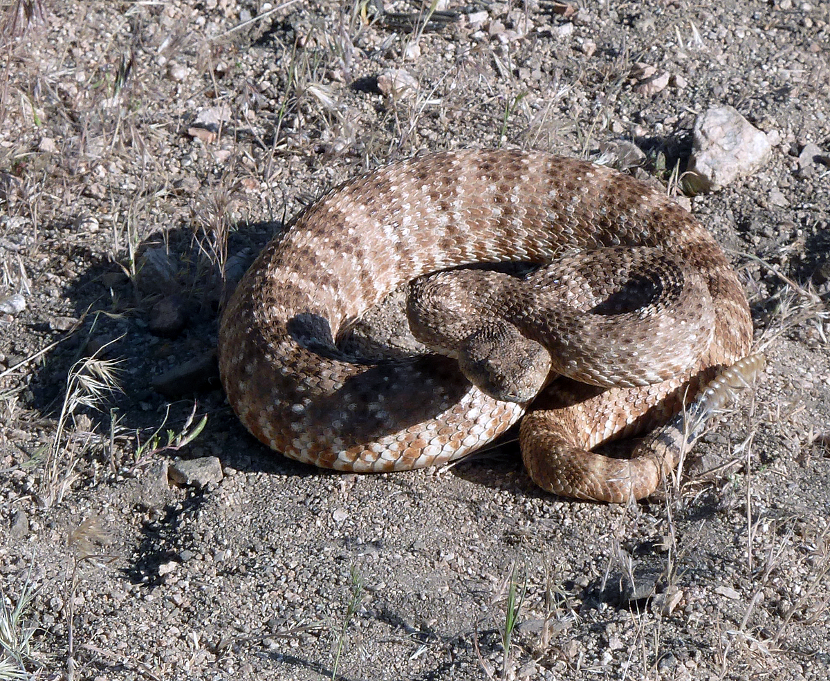 Rattle snakes