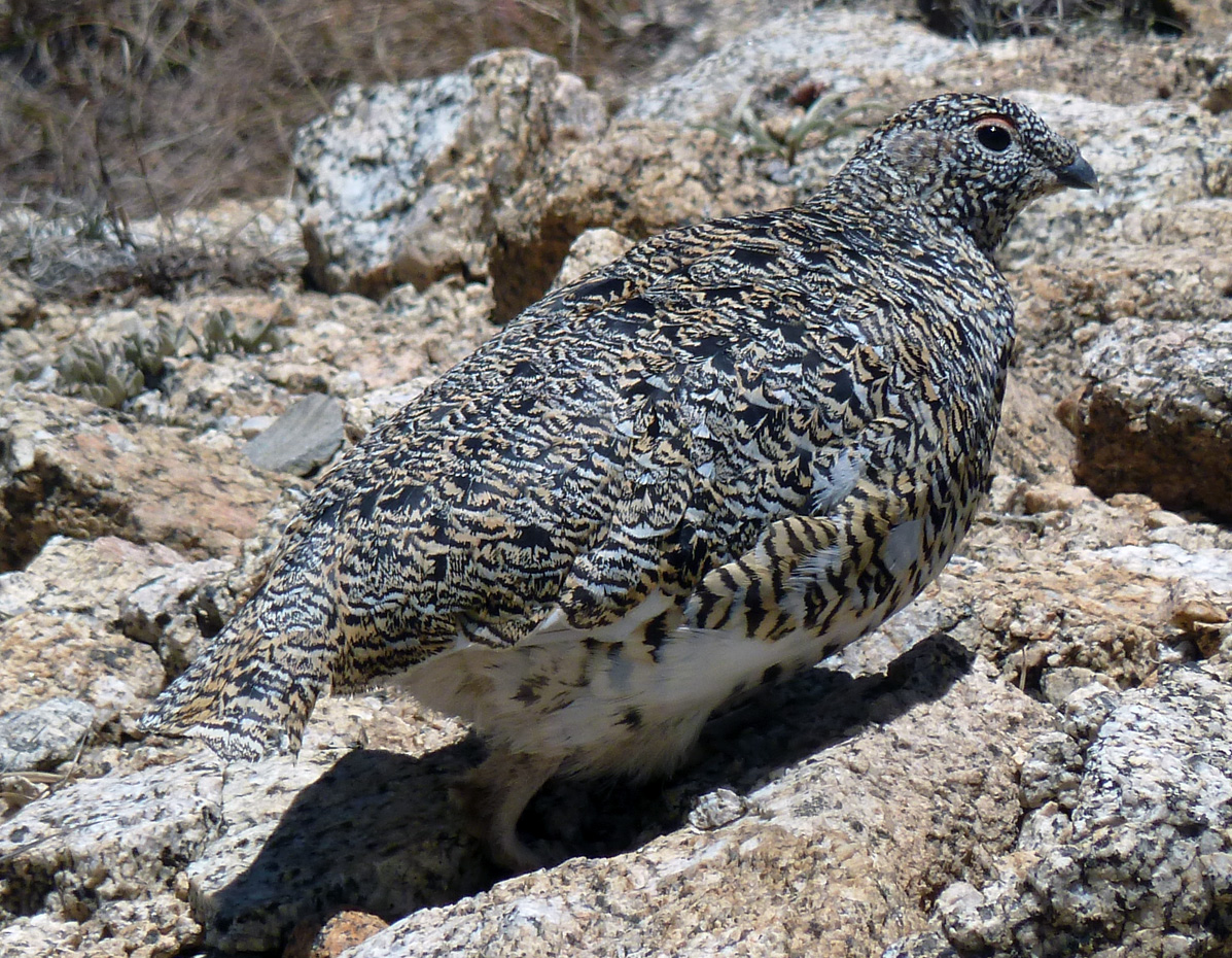 Ptarmigan