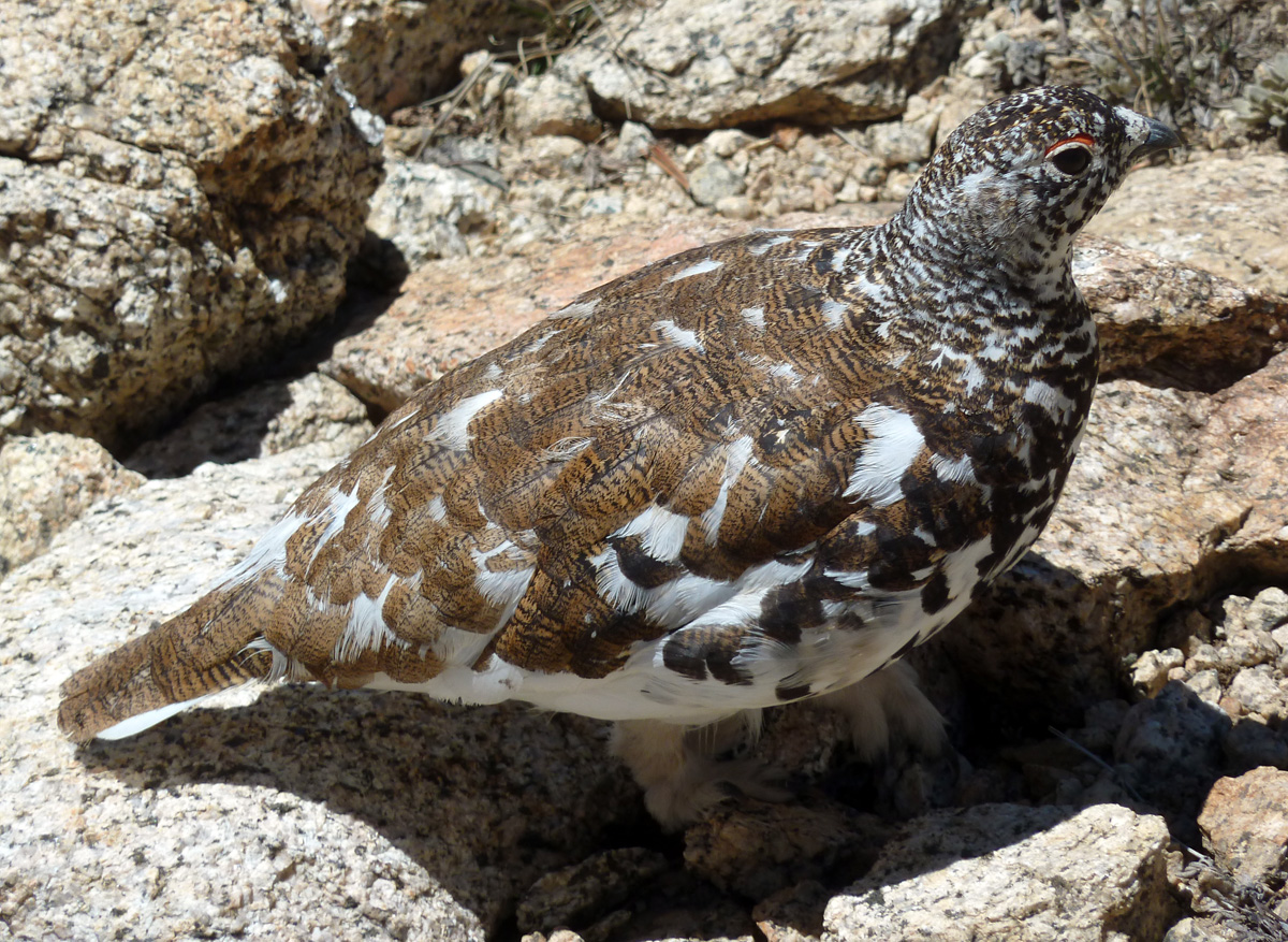 Ptarmigan