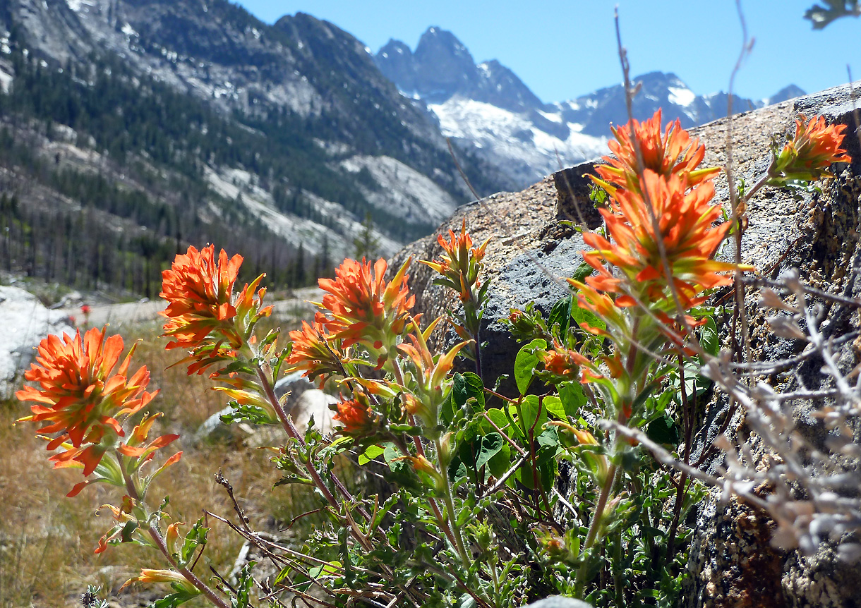 Flowers and mountains