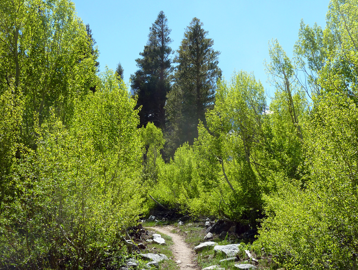 Flowers and mountains