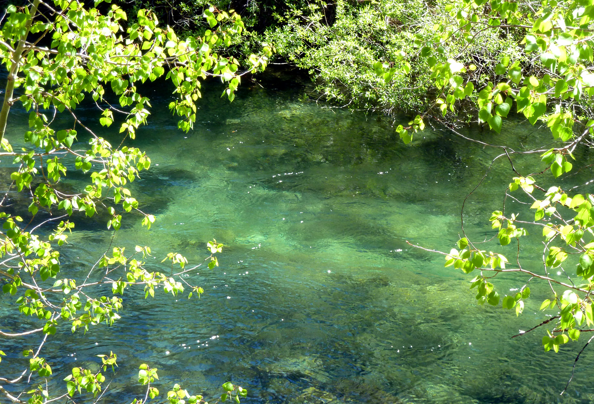 Flowers and mountains