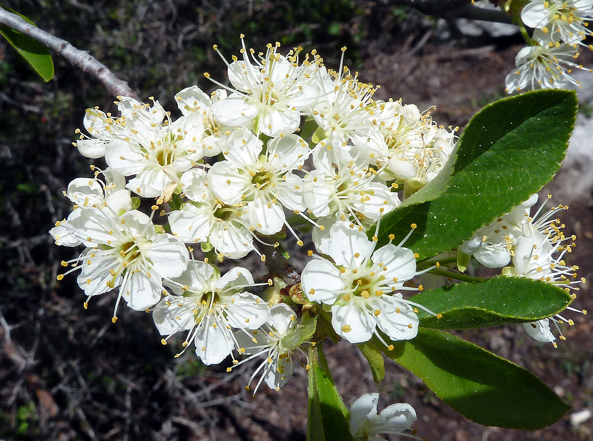 Flowers and mountains