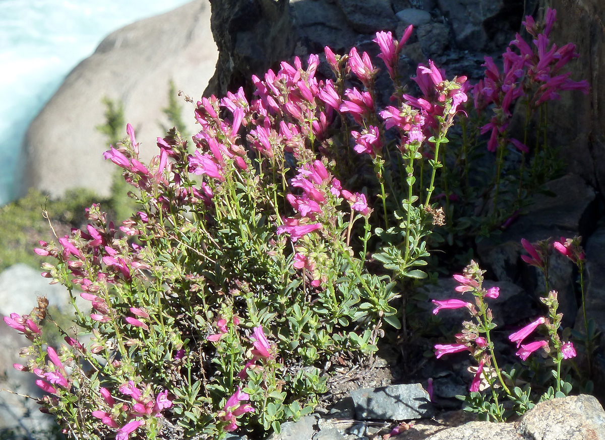 Penstemon
