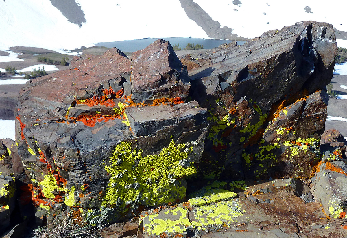 Trail to Sonora Pass