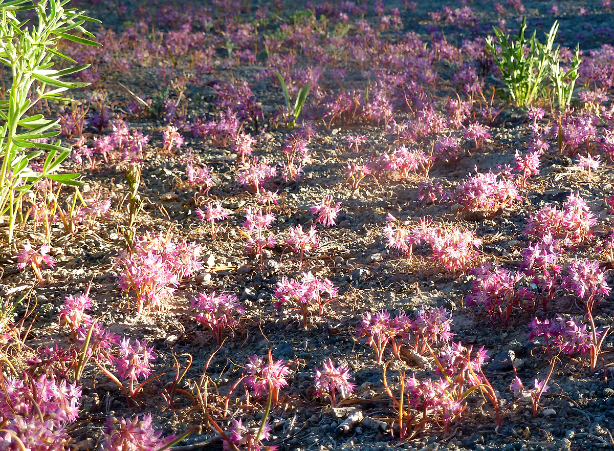 North of Sonora Pass