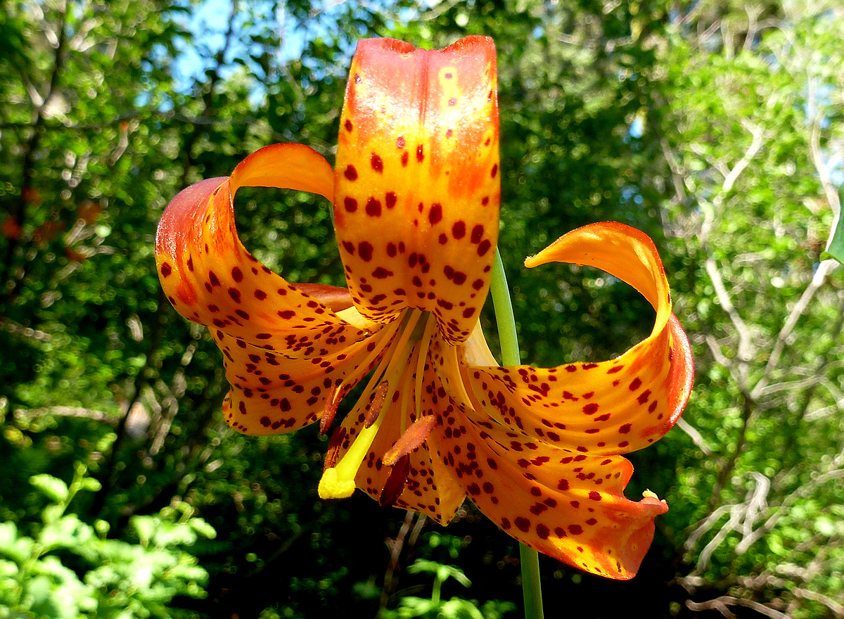 Tiger lilies