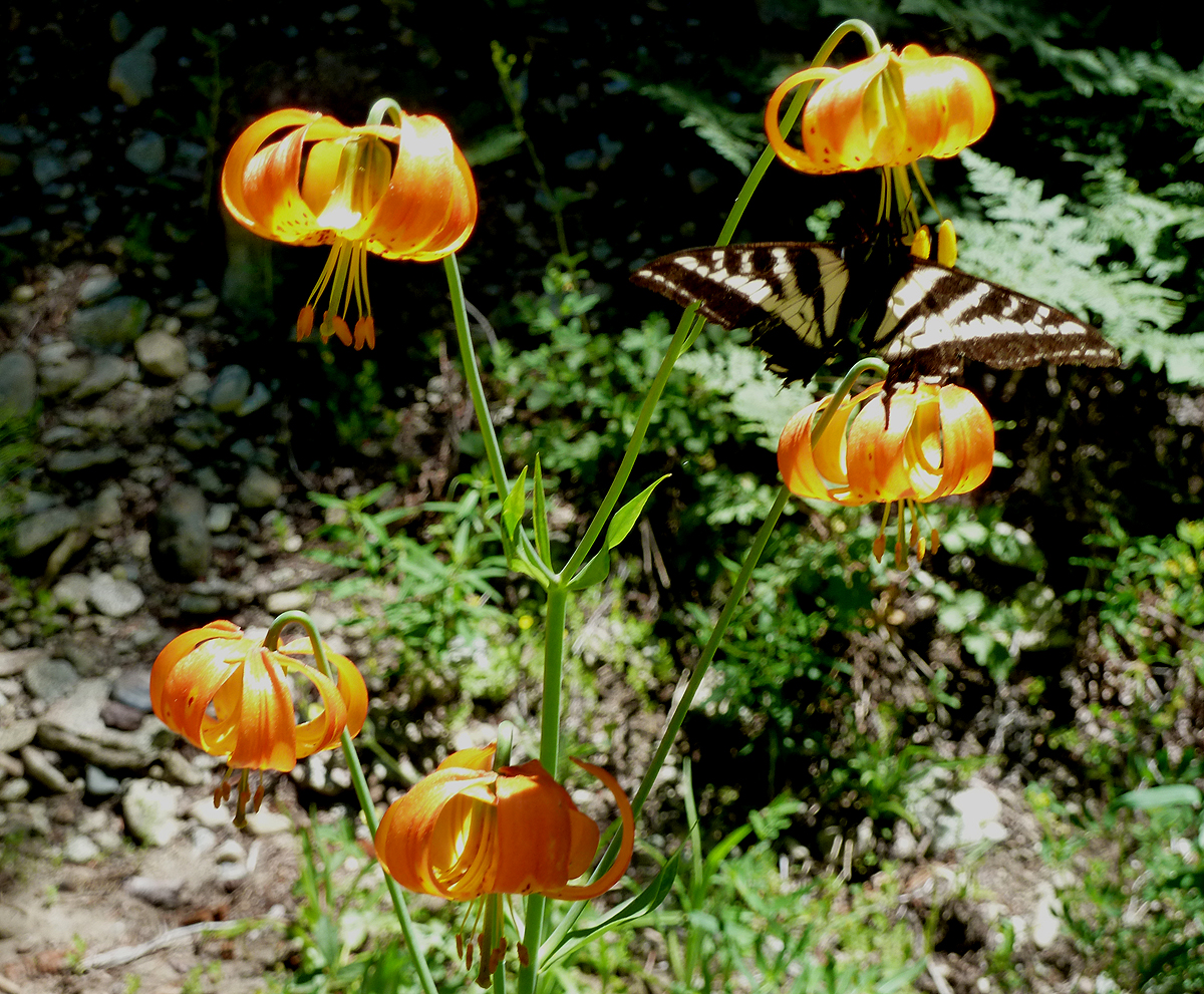 Tiger lilies