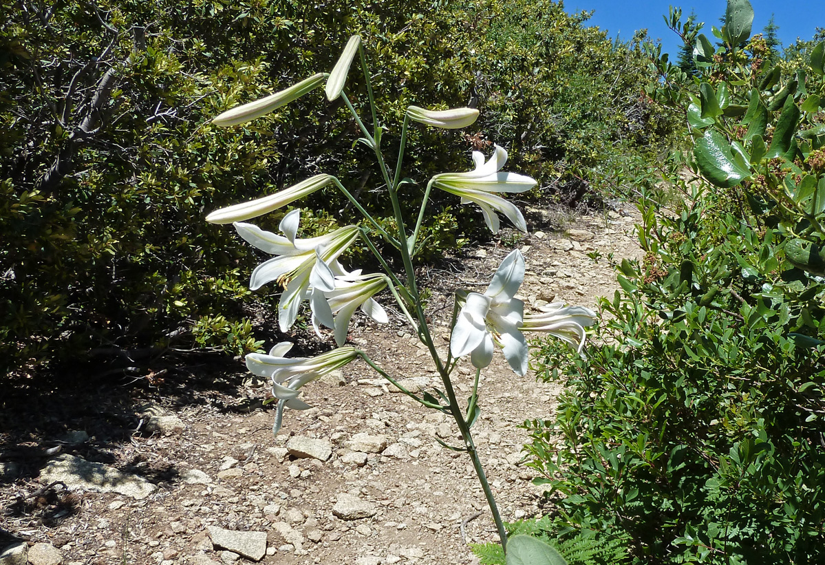 White lilies