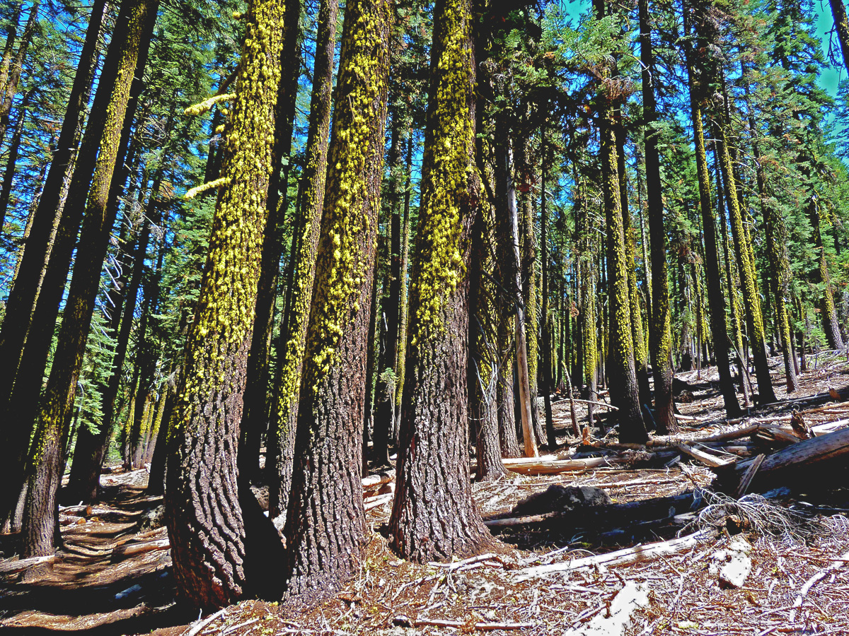 Snow level indicator