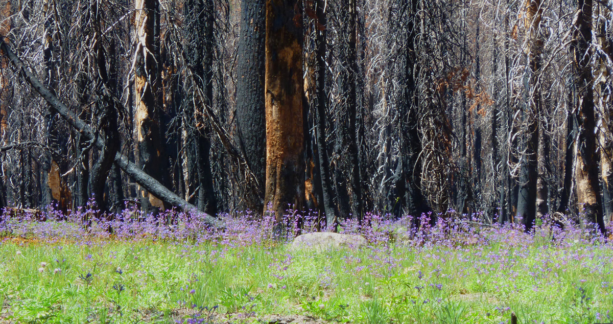 Hat Creek fire damage
