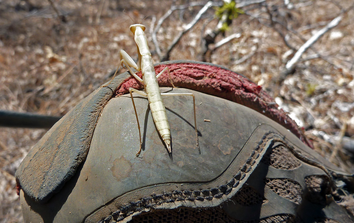Lower Praying Mantis