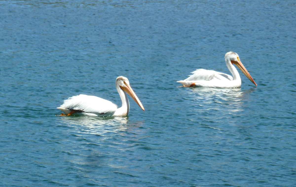 Pelicans