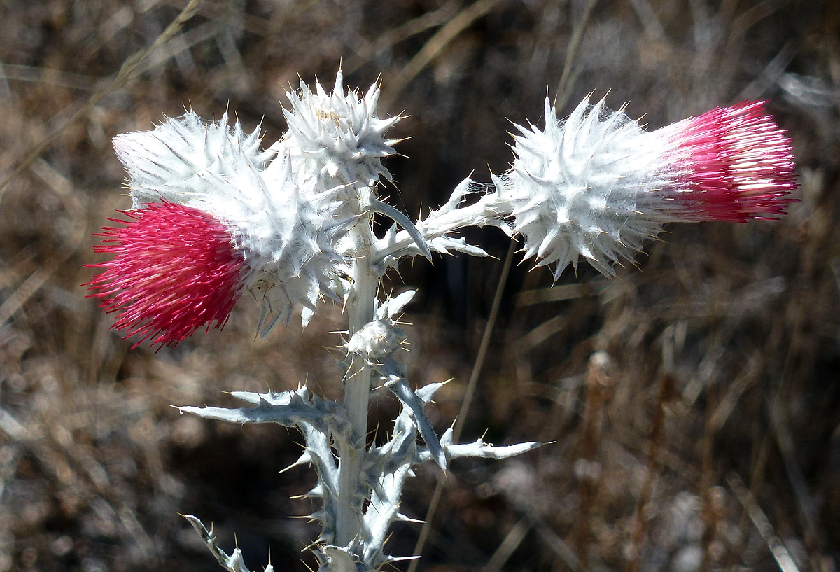 Thistles