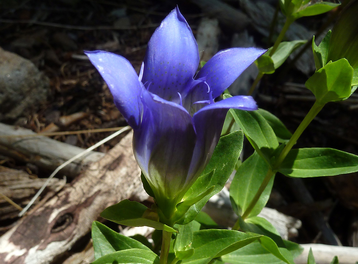 Sierra gentian