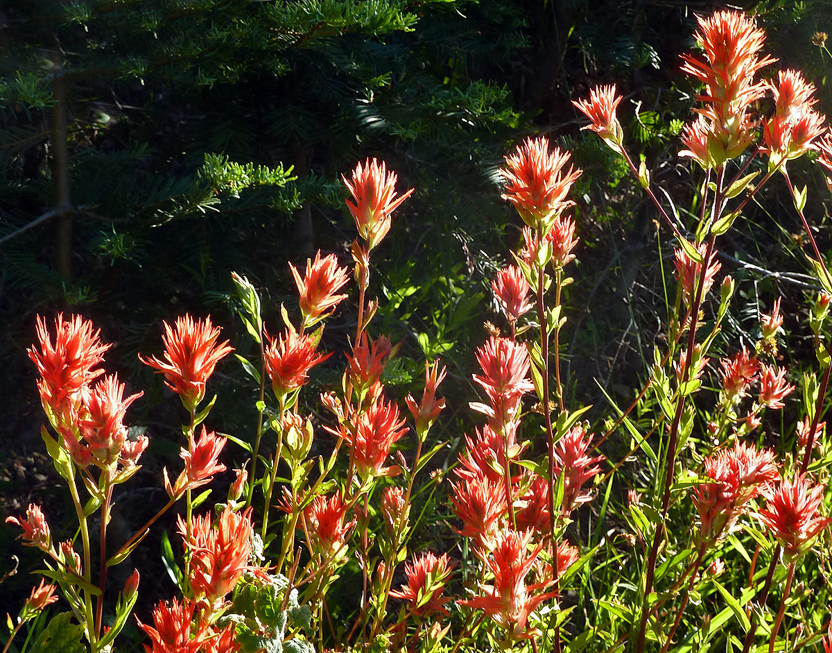 Indian paintbrush