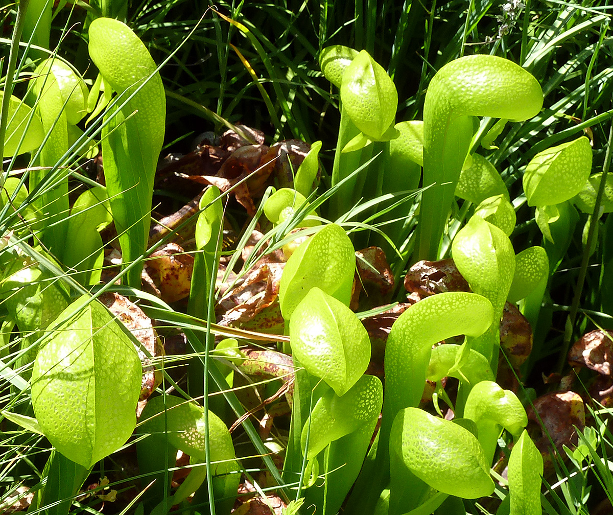 Pitcher plants