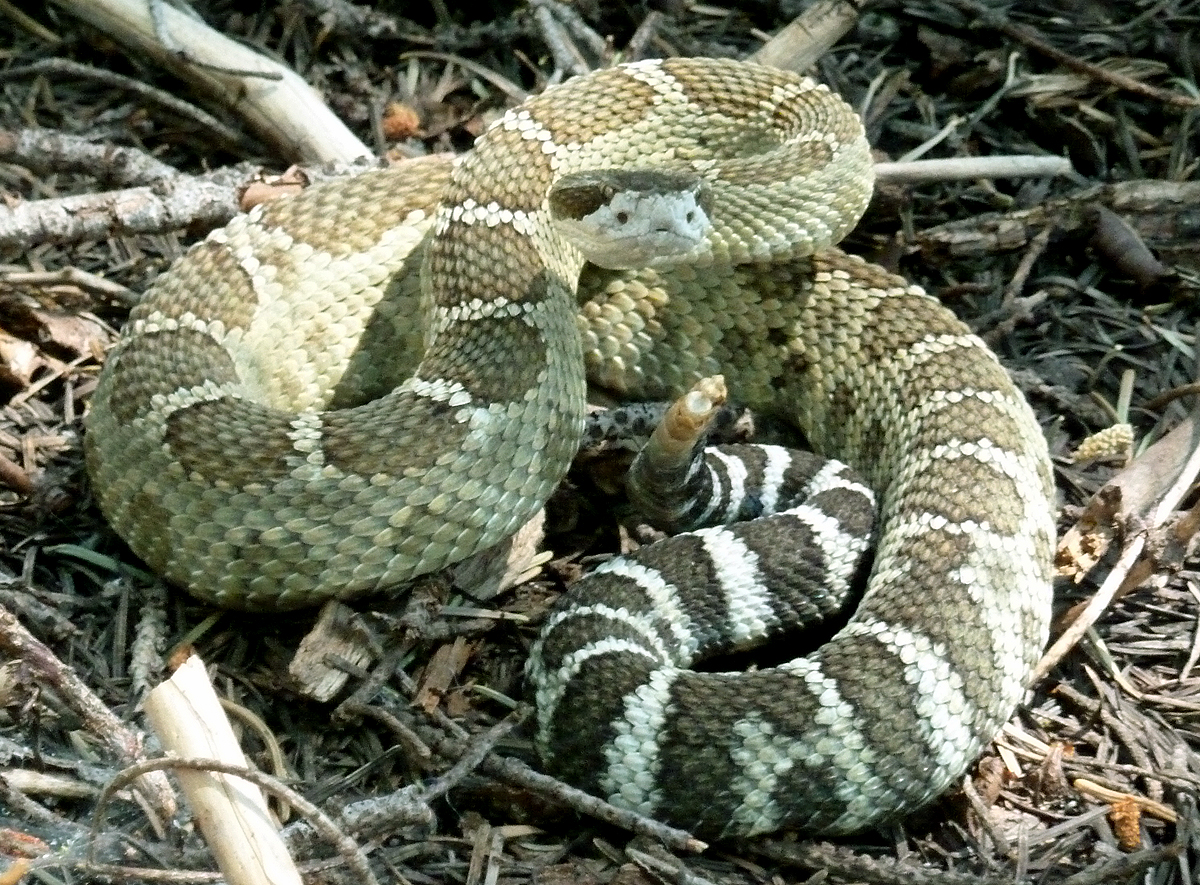 Green rattlesnake