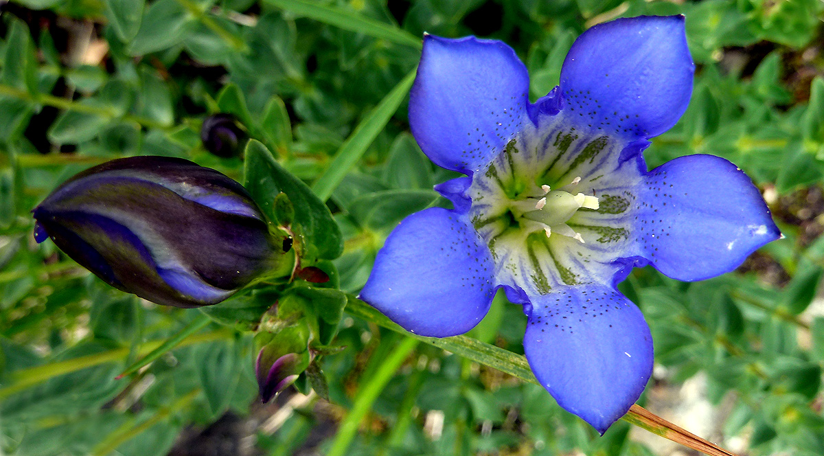 Sierra gentian