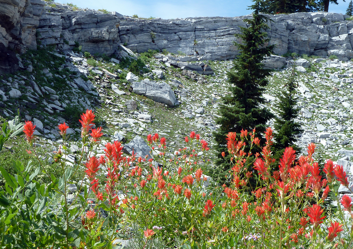 Marbles and wildflowers