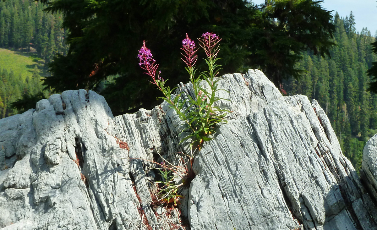 Marbles and wildflowers