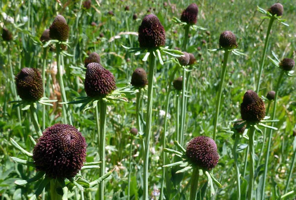 Ball flowers