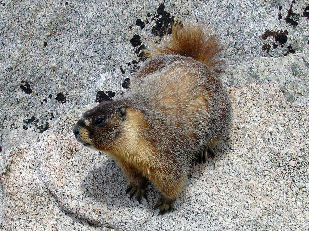 Marmot on T-bolt Col