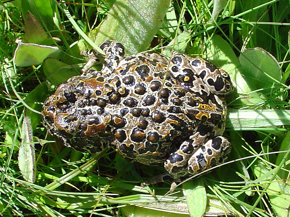 Ski Mountaineers Peak