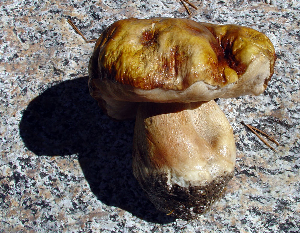 Ski Mountaineers Peak